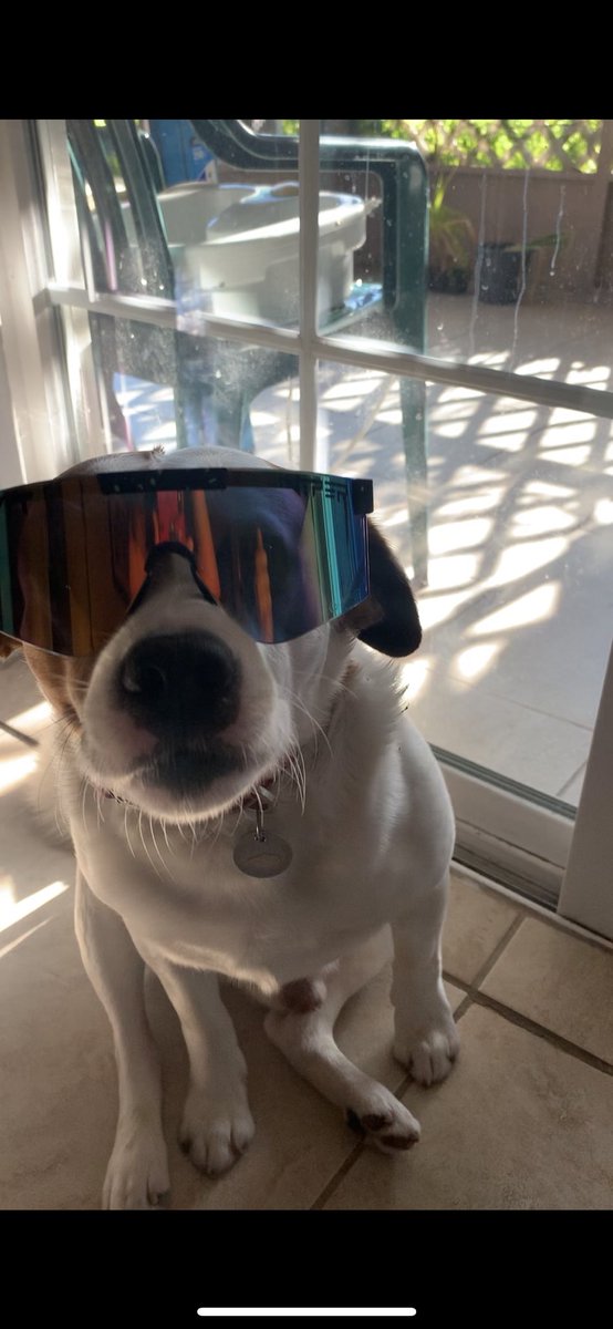 _Jokage's tweet photo. This dood, your pet and what he’s named after https://t.co/xPTg6uI28r