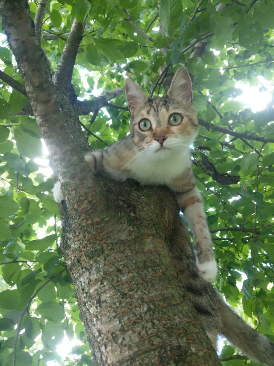 This is Ollie, Ollie is a dick.......but I love him