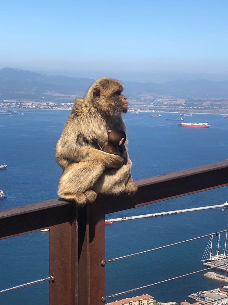 my_gibraltar's tweet image. Right here, right now...
We adore receiving brilliant up-to-minute pics, such as these, from Gib-lovers on holiday. Thank you Tanya Read for sharing with us 🙏 Enjoy the remainder of your stay.
mygibraltar.co.uk or call 020 8518 4181
#gibraltar #therockofgibraltar #macaques