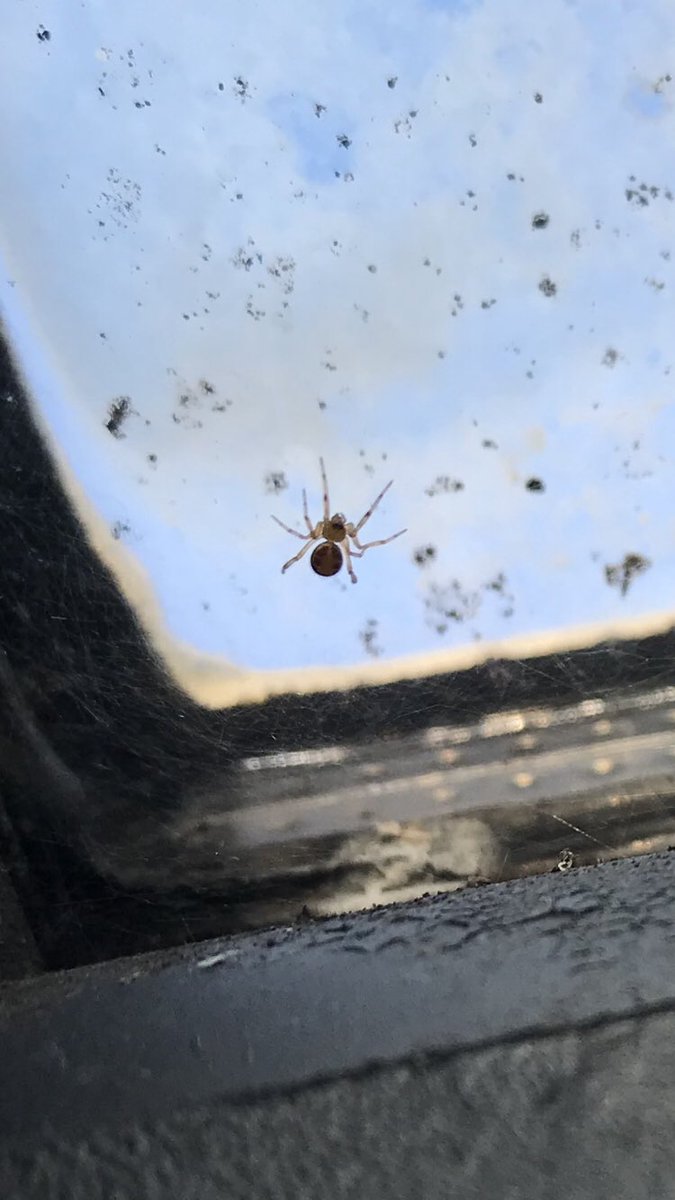 Hi <a href="/BritishSpiders/">BAS</a>. Struggled to get the image any clearer! Could this be a very young Steatoda based on markings?