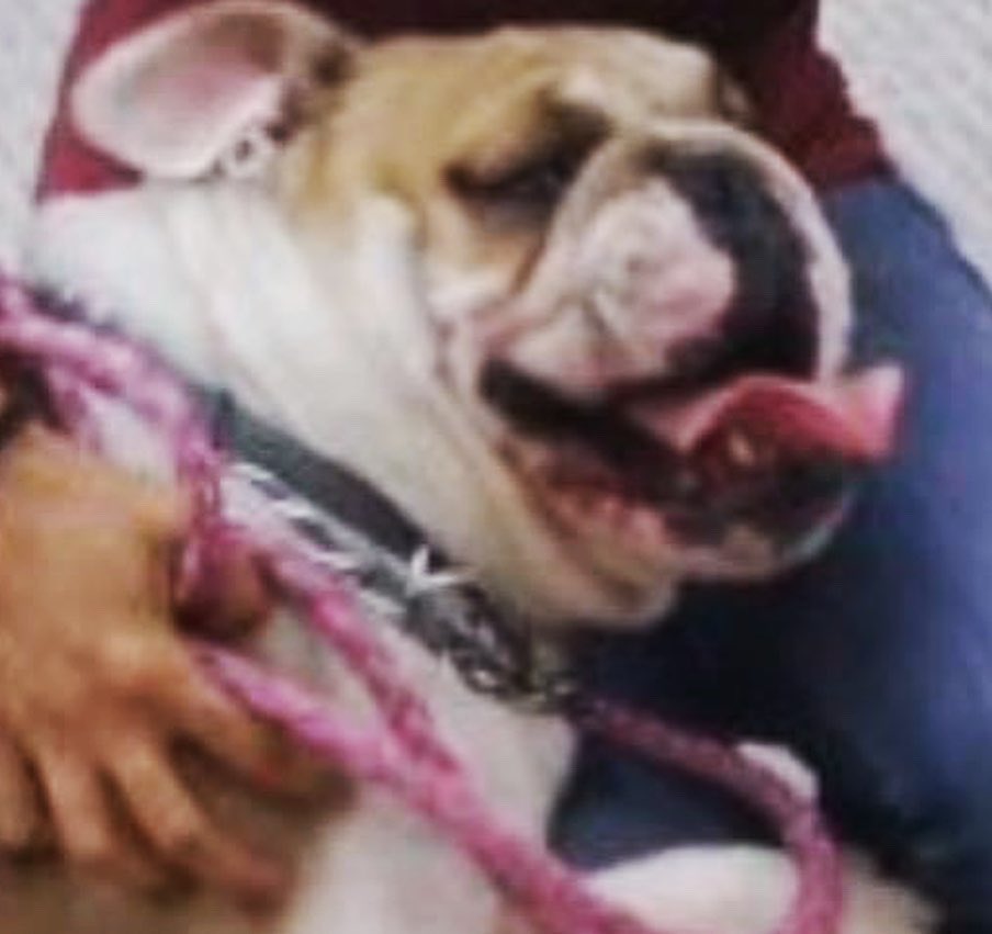 Esta es la cara de felicidad por saber que ya es vieeeeeeeernes.🥰🐶