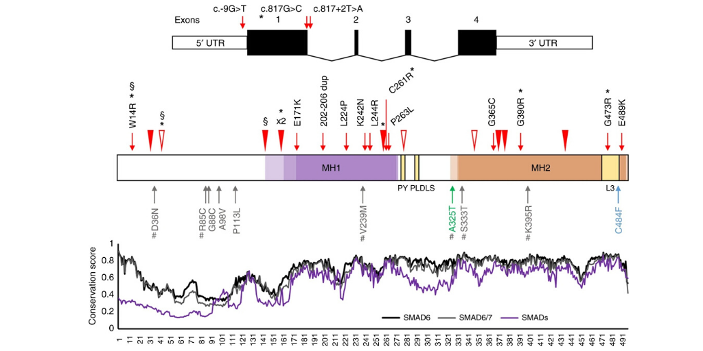 GIMJournal's tweet photo. SMAD6 variants contribute to nonsyndromic and syndromic #craniosynostosis https://t.co/vYcpYXPxcr #hearingloss #metopic https://t.co/MTiXYQ7Upr