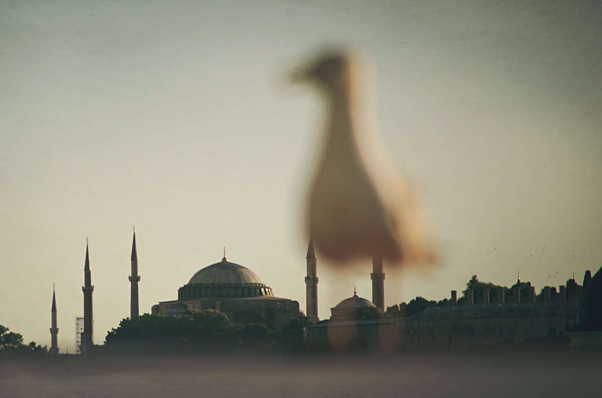 mehmet_karaist's tweet photo. İstanbul'un yaşayan simgesi "martı" ve ölümsüz simgesi "Ayasofya" #AyasofyaCamii #HagiaSophia #Αγια_Σοφια https://t.co/VYL1ZVxZX9