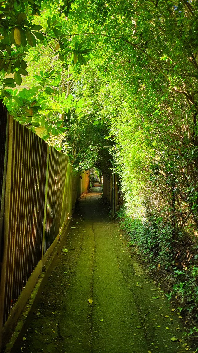 A Friday walking journey through green South East London.THREAD THREAD THREAD *The long climbing alleyway up from London Road in Forest Hill...*thread also contains houseplants, Sri Lankan food and buildings... #LoveLondonWalkLondon  #EveryStreetInLondon  #London  #ForestHill