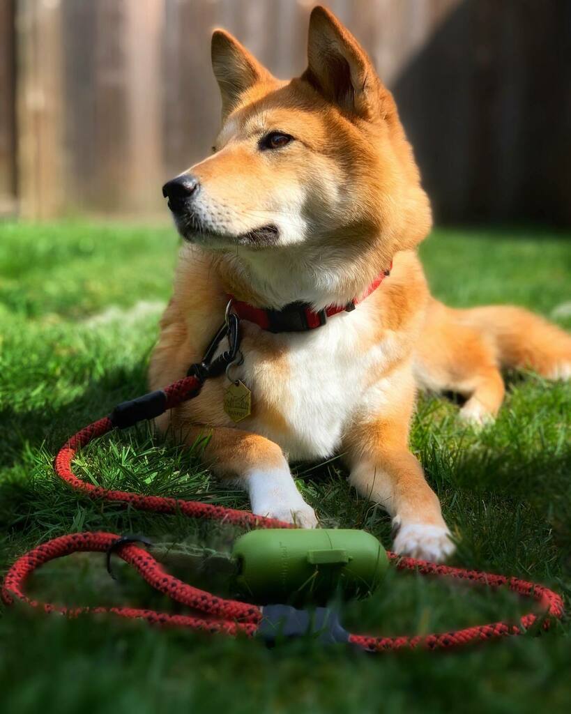 markus_mcgruff's tweet photo. All work and no play makes you a dull pawrent, mom. 😒 I’ll be here waiting to do the 5pm Friday dance with you when you’re ready. 😜
…
This is my entry for the @littohowler Adventure Rep Search!
#lhrepsearch2020 #letsgettheweekendstarted #readyfortheweekend #fridaymorningvib… https://t.co/pzRP0ZytRk