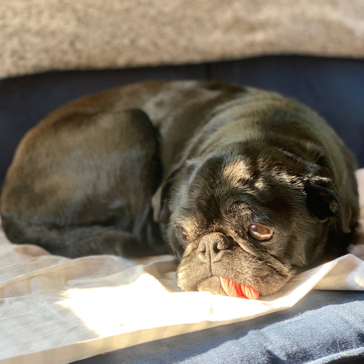 EdiethePug's tweet photo. It’s soooo hot out 🥵
How hot is it you ask 🤷♀️
It’s sooo hot out that the only sunbathing ☀️I’ll be doing is from the comfort of my couch 🛋
#NoSunscreenRequired https://t.co/YexKFczHYY
