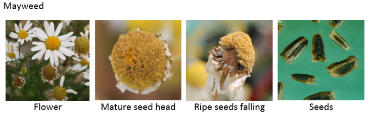 ImDrSarahCook's tweet photo. Have you got herbicide resistant mayweed?
https://t.co/kX9fknSFpI @ADASgroup. #mayweed #herbicideresistance https://t.co/udCoCREuzb