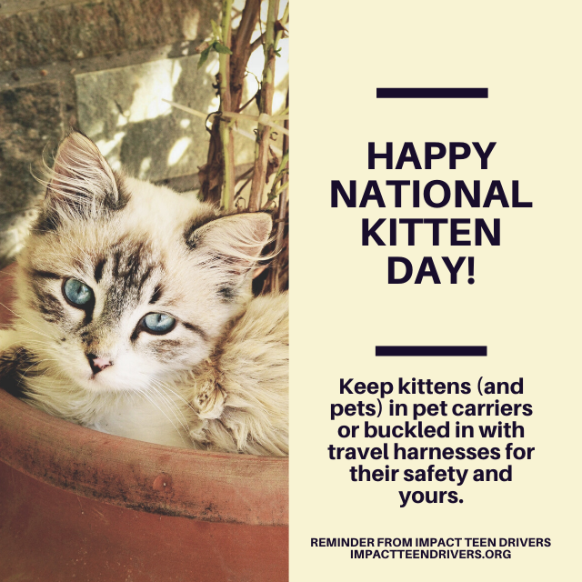 Always ride with your pets properly secured in the car! #kittenday #nationalkittenday #petsafety #drivesafe