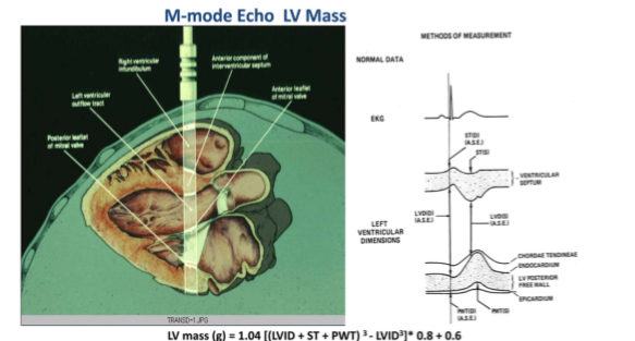 Per  @ASE360 convention, dating to the time when M-mode  #EchoFirst was frequently used for LV linear dimensions and mass, LVEDD is measured < 1 cm within the tips of the MV. ( https://bit.ly/38K9DM9&nbsp;)