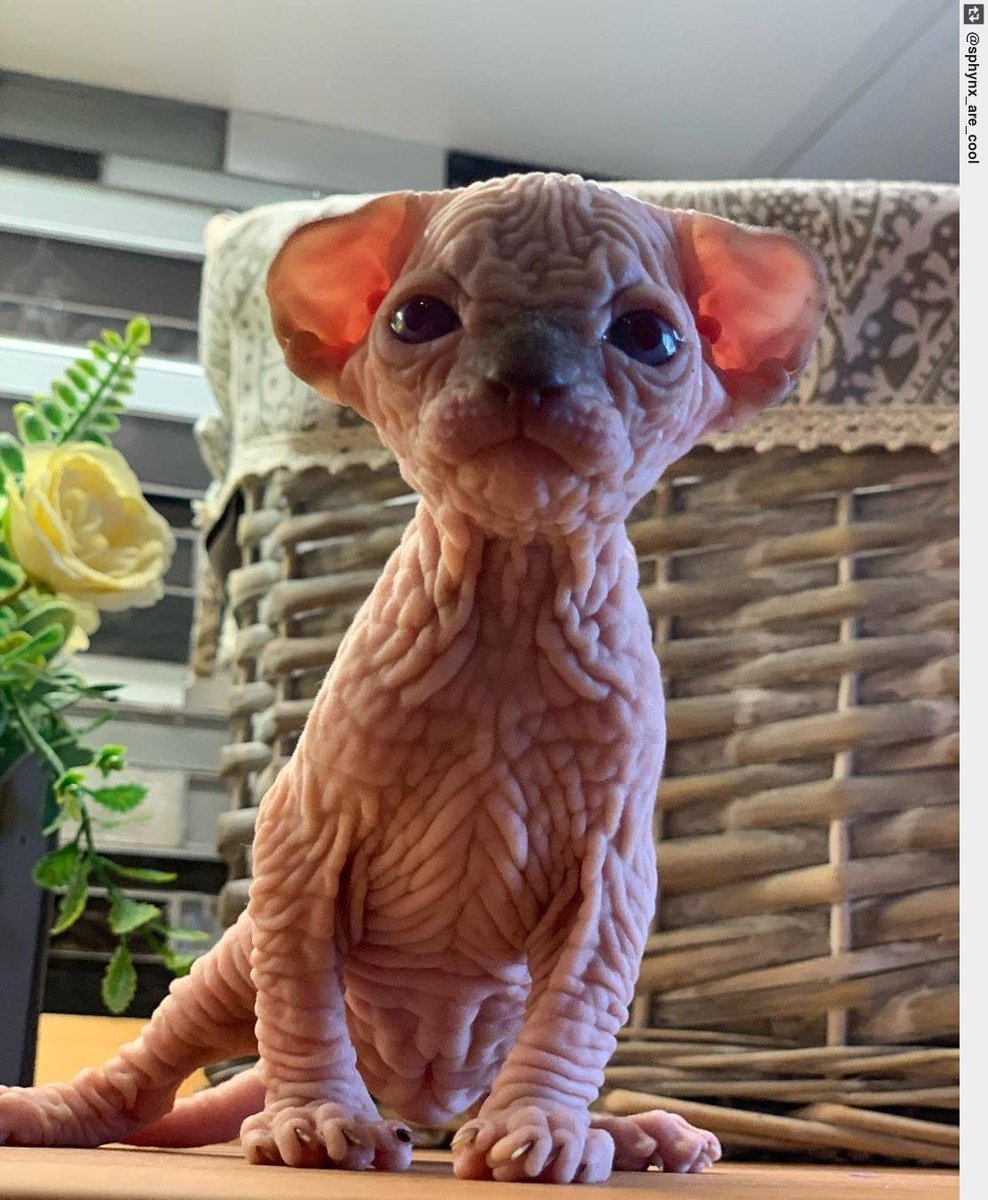 Beautiful . Credits: . - Follow Us - Tag us - #sphynxlovers #sphynxkitty #sphynxclub #ingloriouscats #sphynxcat #hairlesscat