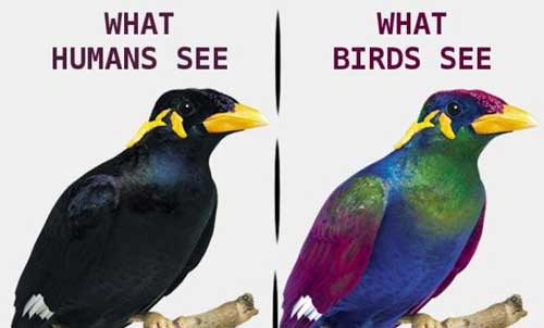 ¿Cómo se reconocen las aves de una especie entre ellas si son todos individuos "iguales"? 
La visión de las aves incluye el espectro ultravioleta (al cual nosotros no tenemos acceso) permitiéndoles ver diferencias de colores entre individuos que nosotros no apreciamos.