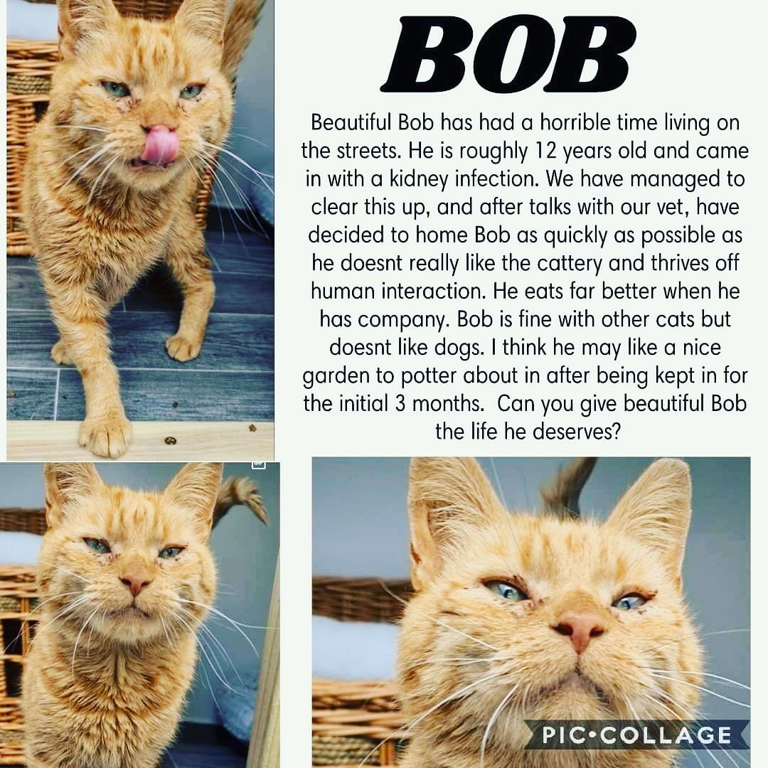 StrayCatsWM's tweet photo. Form a queue and share this post like crazy please 🤩🥰 https://t.co/8coJrHCk4z