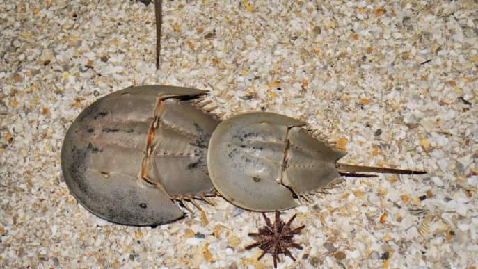 ri_montu's tweet photo. The #KingCrab of the #coastalregion of #Bangladesh is on the #vergeofextinction.
==
@third_pole @joydeepgupta @earthjournalism @Internews @isabelhilton @OmairTAhmad @Natalie_LTaylor @HebaJournalist @SaleemulHuq @sunitanar @msemilymccombs @Babu_UNEP @NatGeo @ECOWARRIORSS @ICCCAD https://t.co/BA4YXrytRh