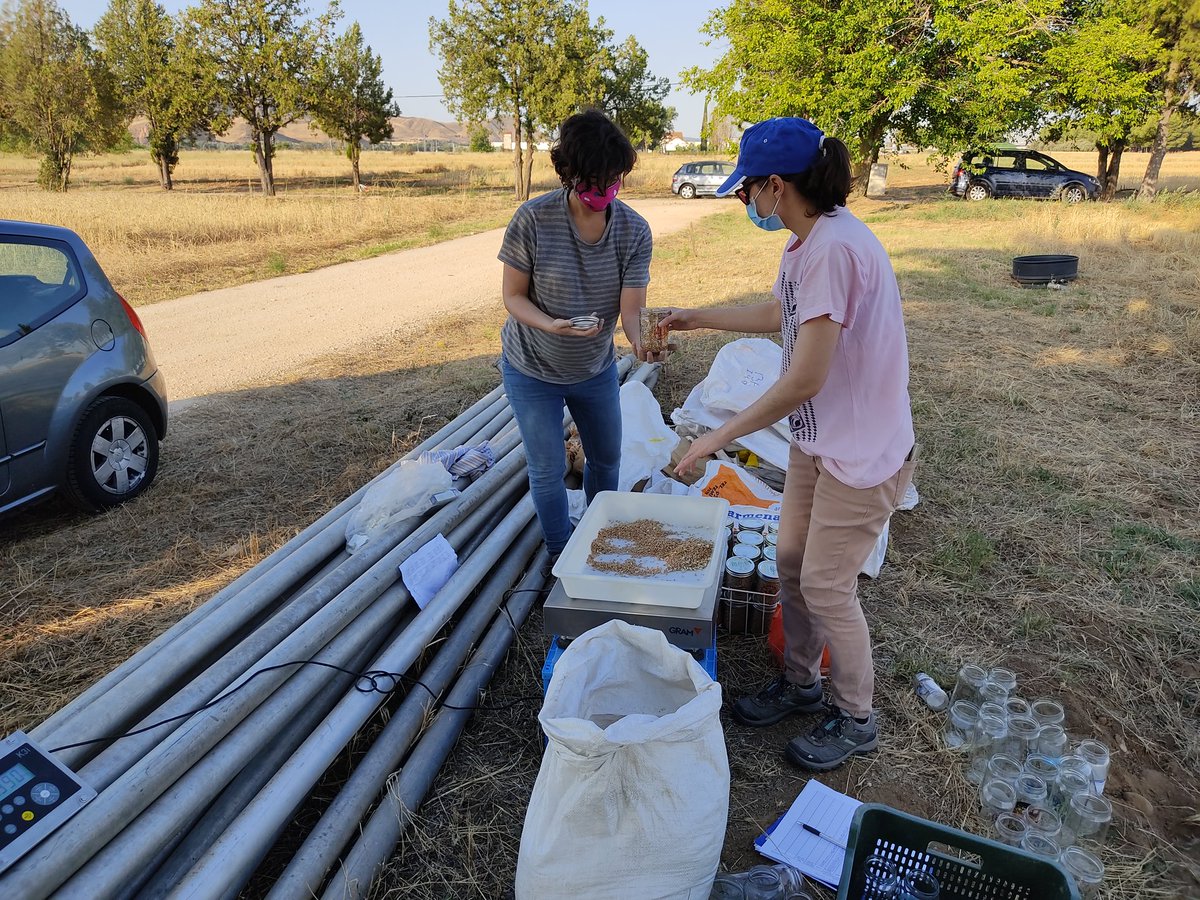 jlgabriel12's tweet photo. Viernes de cosecha de los ensayos de @SolACE_EU_NET, @AGRISOST_CM y @AgEInves en #INIA_LaCanaleja. Mucho calor, pero menos que otros días. Buen ambiente en buena compañía. Buen trabajo de la cosechadora. Y muchísimos datos para analizar y discutir! Ansioso por graficarlos ya!! 😅 https://t.co/wcjTS2sevf