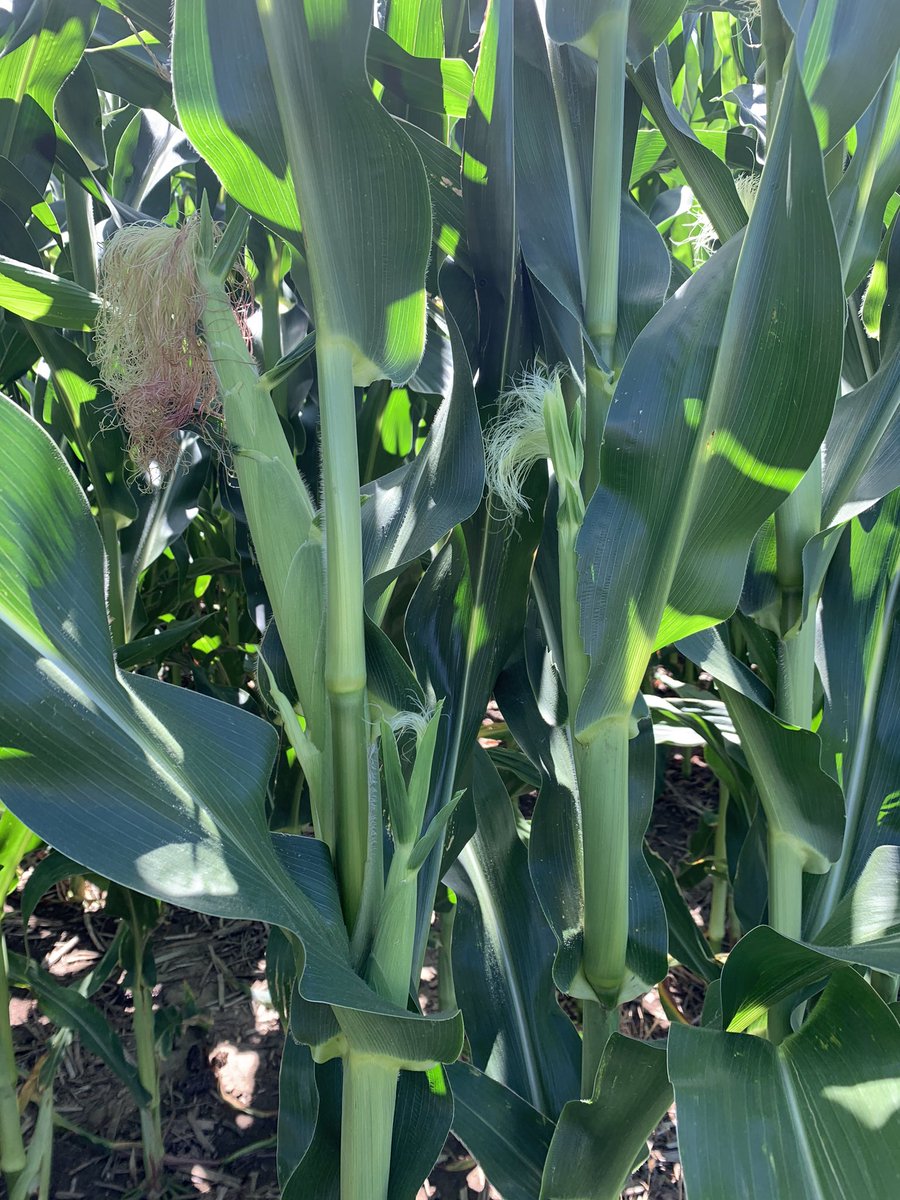 rvcinterns's tweet image. 🌽We are starting to see the silks and ears as tassels have been popping out and pollination is slowly beginning!🌽 #grow2020 #ILAG #ILcorn @rvctabletalk @RVCooperative