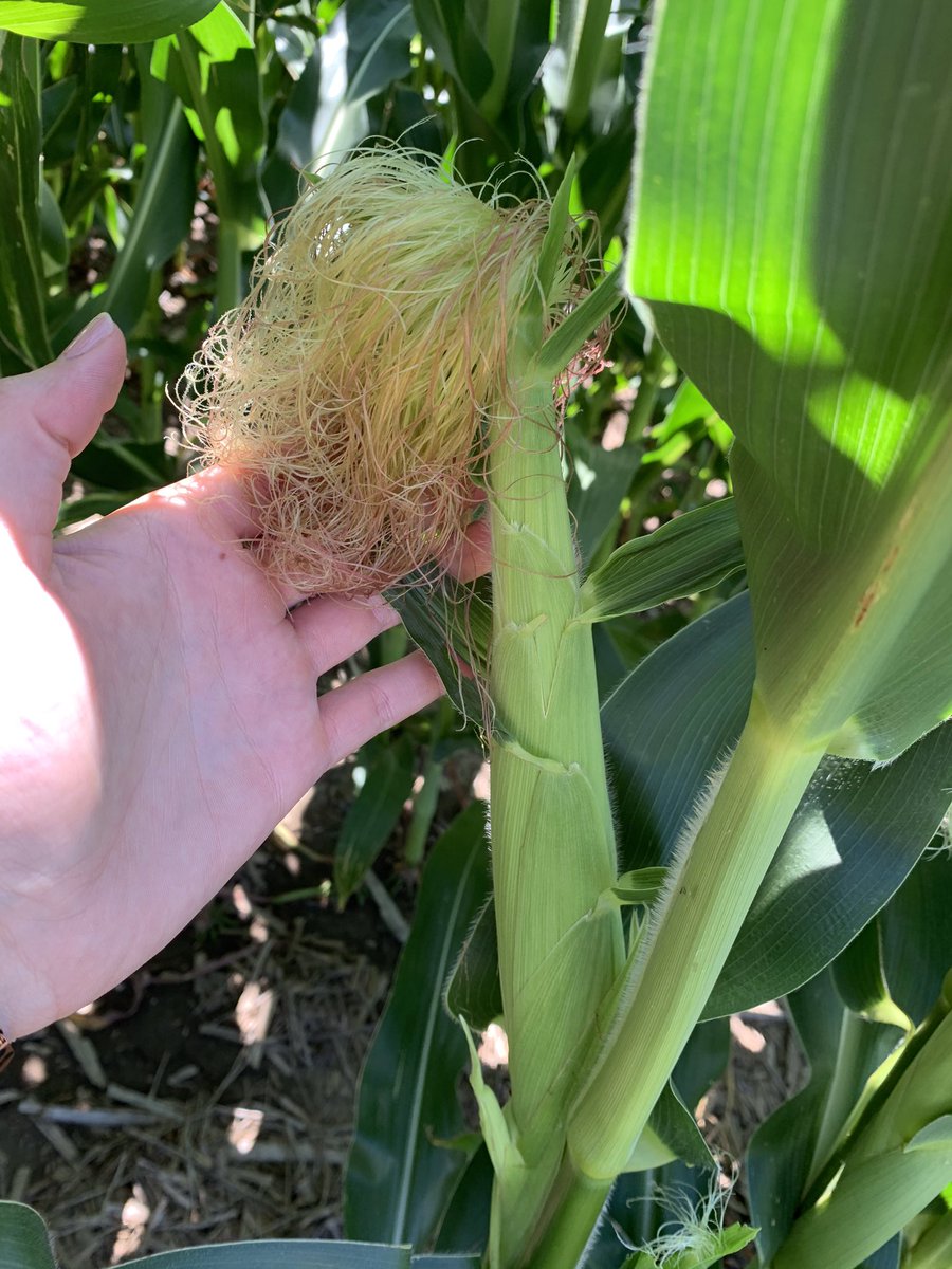 rvcinterns's tweet image. 🌽We are starting to see the silks and ears as tassels have been popping out and pollination is slowly beginning!🌽 #grow2020 #ILAG #ILcorn @rvctabletalk @RVCooperative