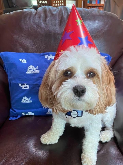 Health Promotion’s own therapy dog, Lily, is celebrating her 3rd birthday this month! She wanted to let you know that she misses you and is looking forward to lots of belly rubs and smiles when she is able to work on #UBuffalo campus again in the coming year 💙🐶