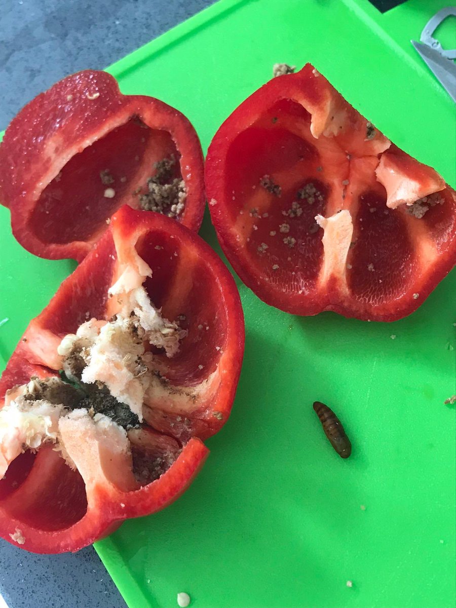 Macca_3069's tweet photo. Just preparing dinner cut in to a pepper brought in @sainsburys crayford and was surprised to find a bug in the middle and it full with eggs. Completely disgusting and ruined our dinner #sainsburys #missedqualitycontrol #distuging #buginmyfood https://t.co/WcjVvf1Nsj