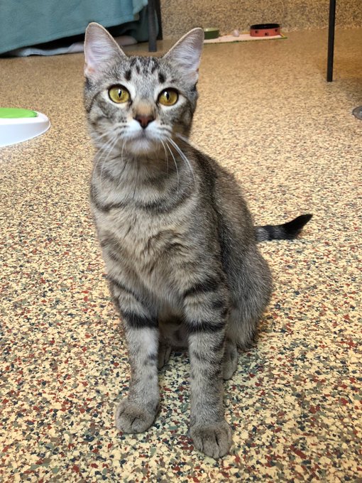 kmlifetimemem's tweet photo. #FelineFriday #AdoptDontShop RT @GreatPlainsSPCA
Patty is an outgoing little lady who would love to be your next best friend! #AdoptPatty https://t.co/Gv02VP0eyl