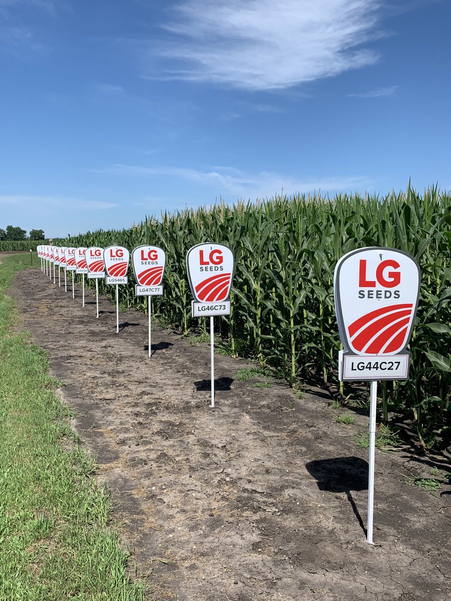 DanielOlson12's tweet photo. Great plot north of Nicollet MN showcasing new corn hybrids and soybean varieties for your planting needs for the 2021 planting season.  ⁦@MarshBjorklund⁩ ⁦@LGSeeds⁩ ⁦@AdvantageAcre⁩ https://t.co/Cbeixu3jEC