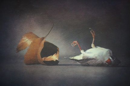 ImagesWithStories tweet media