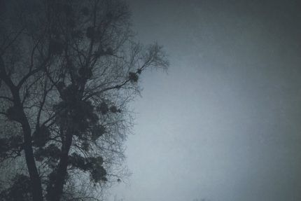 ImagesWithStories tweet media