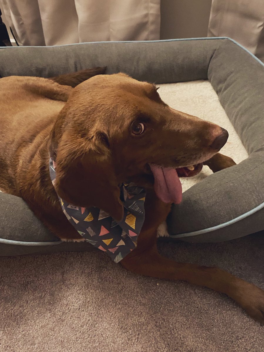 KK_medicine's tweet photo. Pets and their namesake https://t.co/SqD0IMylhD
