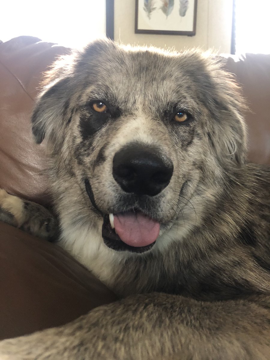 channndlerr's tweet photo. Your pet and who they’re named after https://t.co/Fcl0gvxNeo