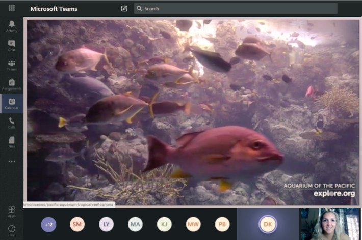 GagnierRachelle's tweet photo. After doing a read-aloud of "Le monde sous-marin" by Jaclyn Crupi, we went on a virtual field trip to the Aquarium of the Pacific LIVE. We shared our connections by identifying the animals we learned in the book! ๐ฆ๐ ๐ณ๐
#GECDSBSLP2020 #CampMerveille2020 @Mme_Cowan @HowittClara https://t.co/UTluzecBnN