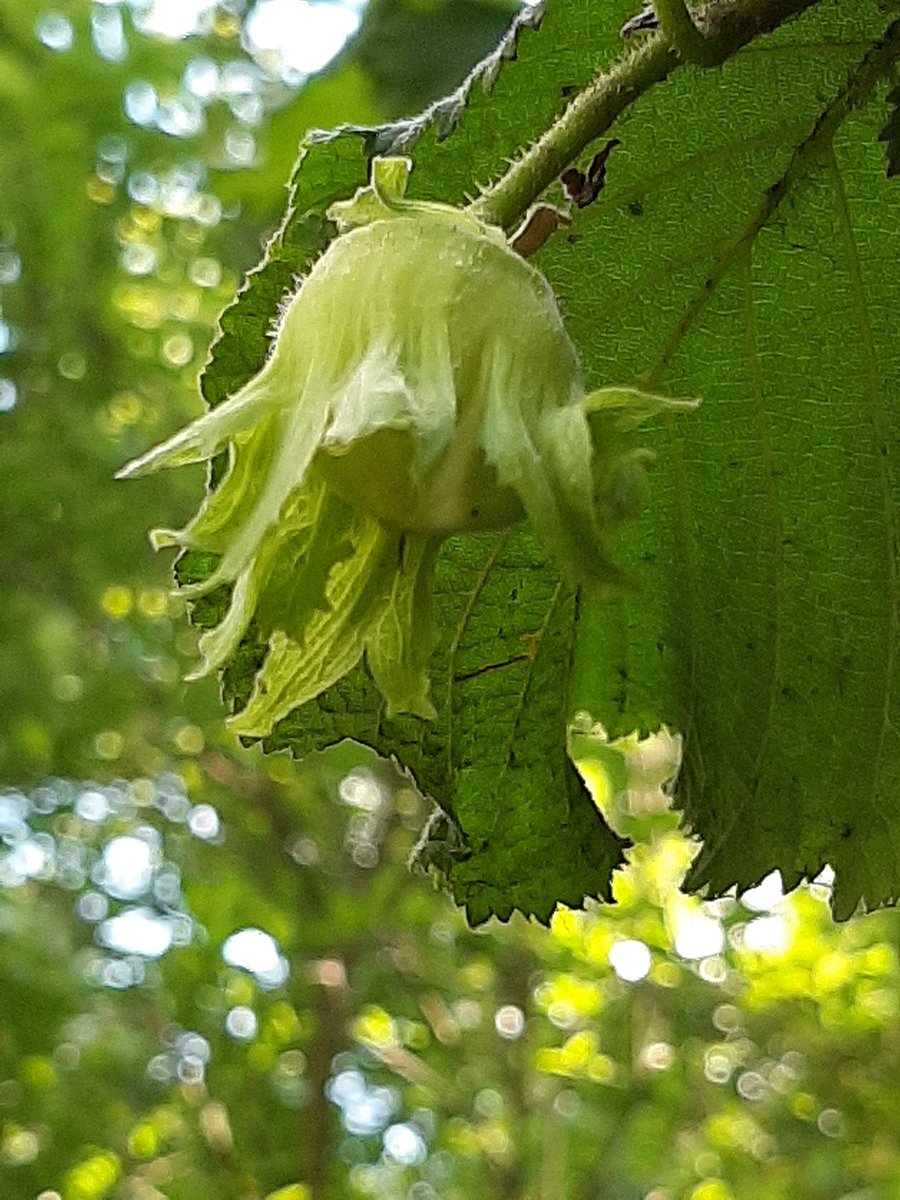 Staelduinse bos