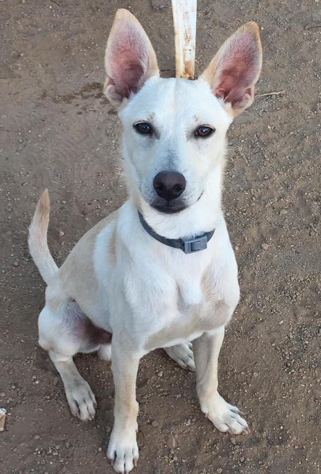 siviaromera1's tweet photo. BARCELONA URGE ADOPCION
ABANDONADO POR SU RESIDENCIA EN UNA GASOLINERA
ADOPTADO EN CATALUÑA NO PODIAN ATENDERLO y lo llevaron a Residencia
Ayer nos llamo la Policía estaba en una gasolinera
Es cruce de podenco blanco 11 Kg
Llegó con 4 meses fue maltratado 
601160696 https://t.co/r9kcCN3DNN