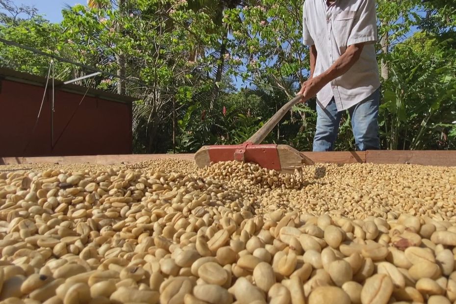 Le #Japon achète l'intégralité du stock de café de Vanibel (#Guadeloupe).  ⤵️

la1ere.francetvinfo.fr/guadeloupe/jap…