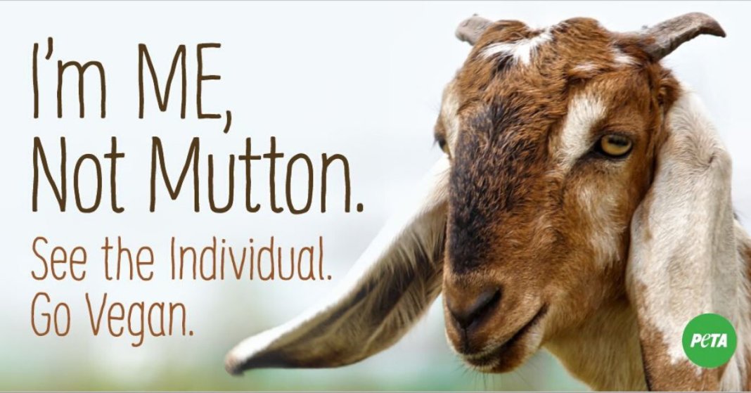 Please, don't eat me,  I am not mutton kawaab!