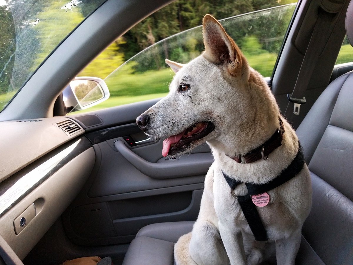 citynewscalgary's tweet photo. With warmer temperatures coming to Calgary this weekend, the Humane Society is reminding you about leaving pets in your car.
https://t.co/dQfEcP1JDp
#yyc #CalgaryHumane #dogs #cars #heatwave https://t.co/vnbaXoSp4o