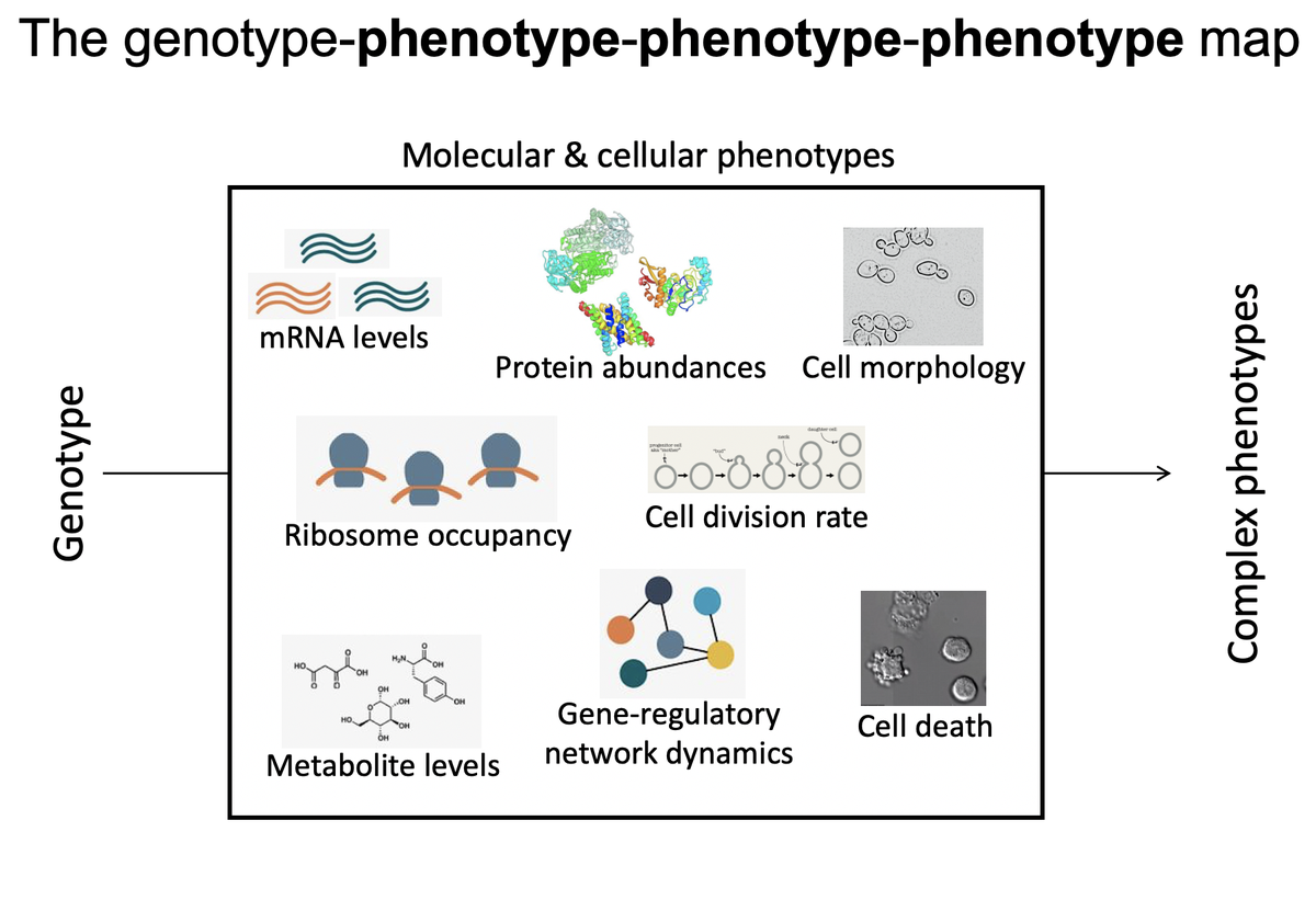 How do you count the # of independent traits a mutation affects (i.e. its degree of pleiotropy)? A yeast cell has thousands of measurable features (e.g. gene expression levels) that are related in complex ways and that influence higher-order traits like cell shape & growth 1/16