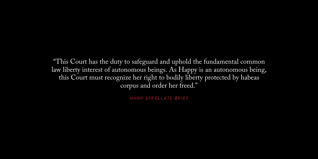 Today we filed our appeal in our habeas corpus case on behalf of Happy, a 49-year-old wild-born Asian elephant unlawfully imprisoned in a Bronx Zoo exhibit. Read the brief and learn more here: tinyurl.com/happy-appeal-j… #FreeHappy #RumbleForRights