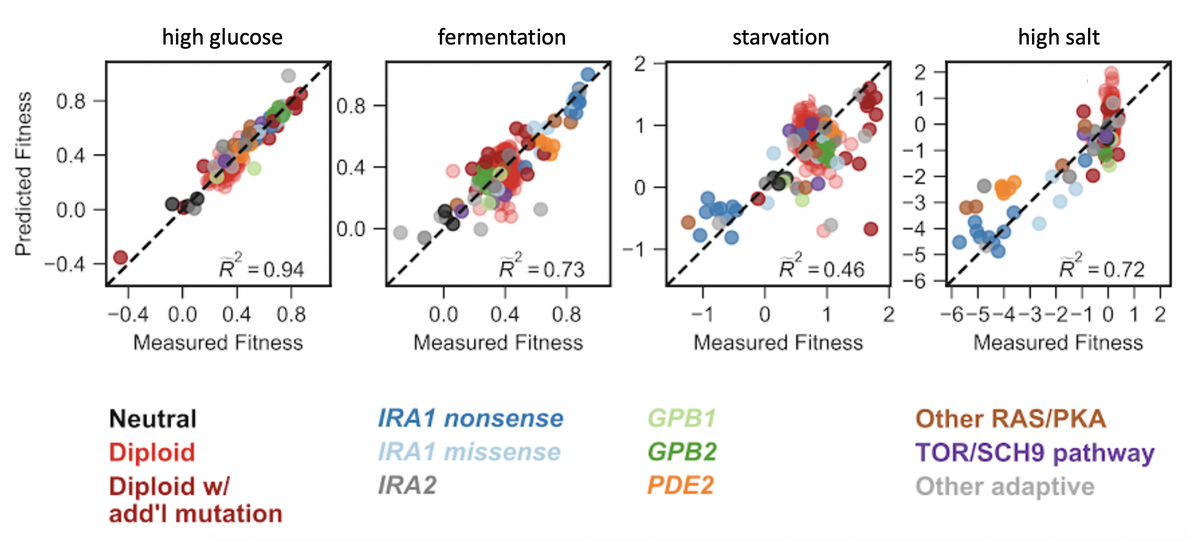 This means that the genotype-phenotype-fitness map of adaptation is indeed tractable. We demonstrate this by making accurate fitness predictions for unstudied adaptive mutants (e.g. point mutations in different genes & pathways) in unstudied environments. 4/16