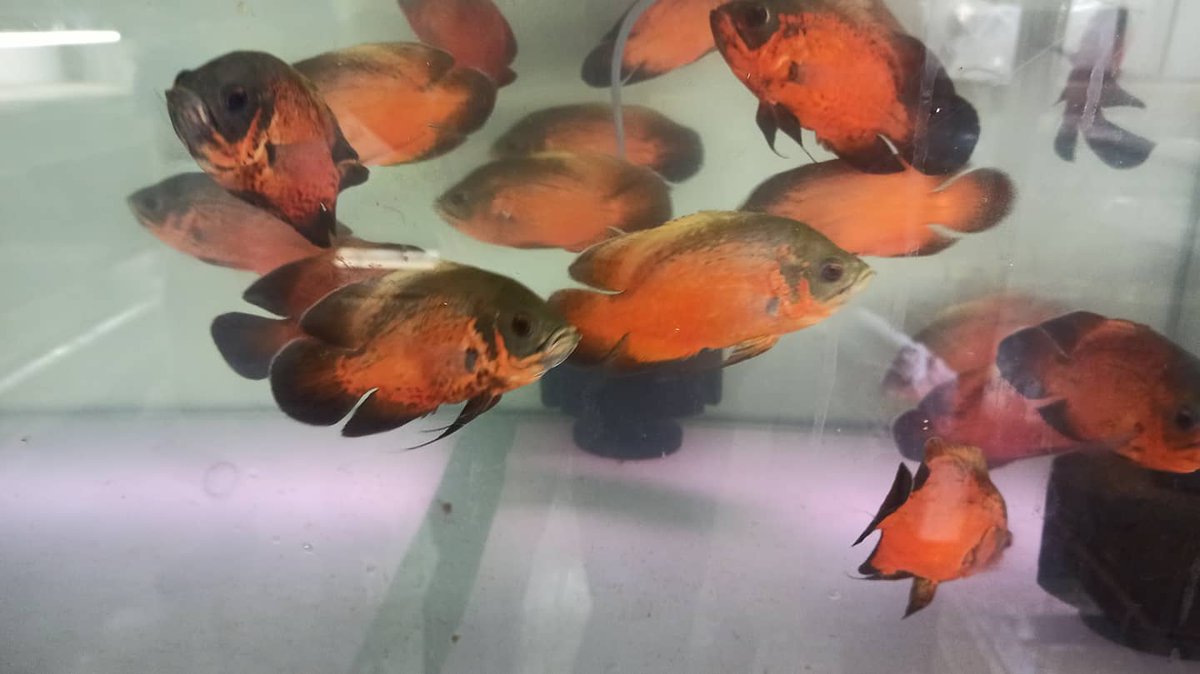 LivepetsIn1's tweet photo. Livepets: Copper Oscar & Fire Red Oscar is available for sale. For order visit https://t.co/BlkKNqiCvU #livepets.in #aquarium #freshwaterfish #fishlover #mumbai #aquarist #aquascape #monsterfishkeeper #dragonfish #cichlidfish #oscarfish #copperoscar https://t.co/qSXX0BzgMf