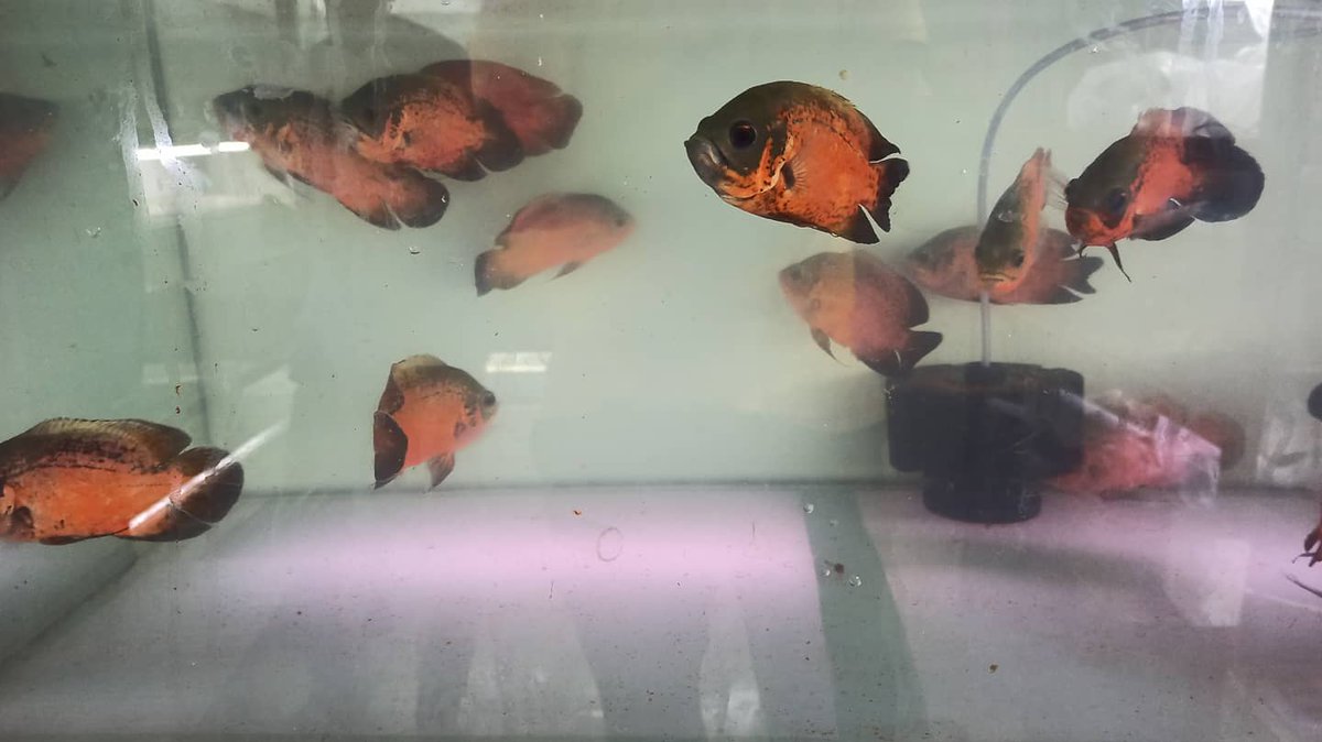 LivepetsIn1's tweet photo. Livepets: Copper Oscar & Fire Red Oscar is available for sale. For order visit https://t.co/BlkKNqiCvU #livepets.in #aquarium #freshwaterfish #fishlover #mumbai #aquarist #aquascape #monsterfishkeeper #dragonfish #cichlidfish #oscarfish #copperoscar https://t.co/qSXX0BzgMf