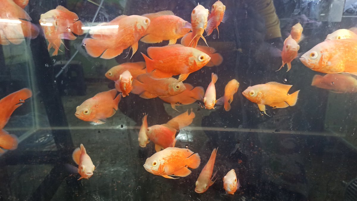 LivepetsIn1's tweet photo. Livepets: Copper Oscar & Fire Red Oscar is available for sale. For order visit https://t.co/BlkKNqiCvU #livepets.in #aquarium #freshwaterfish #fishlover #mumbai #aquarist #aquascape #monsterfishkeeper #dragonfish #cichlidfish #oscarfish #copperoscar https://t.co/qSXX0BzgMf
