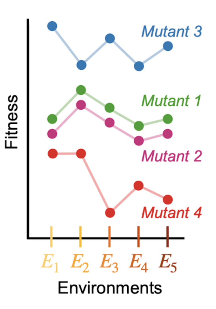 By comparing how the fitness of adaptive mutants changes across many contexts (environments), we can infer which mutants influence similar phenotypes (mutants 1 and 2) and decompose how many phenotypes contribute to fitness overall 8/16