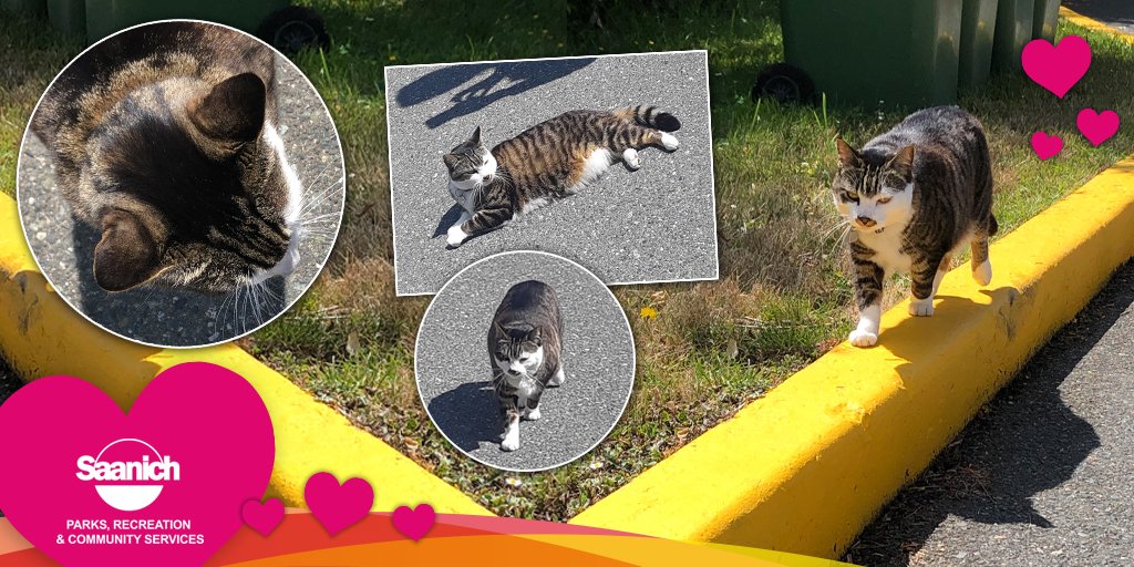 SaanichParksRec's tweet photo. Clover sighting at Commonwealth!
Look who stopped by for a little visit – our sweet furry friend! Clover is looking healthy, happy and ready for summer. We miss her!
#saanichrec #saanichcommonwealthplace #kittyclover https://t.co/i5IFpgg792