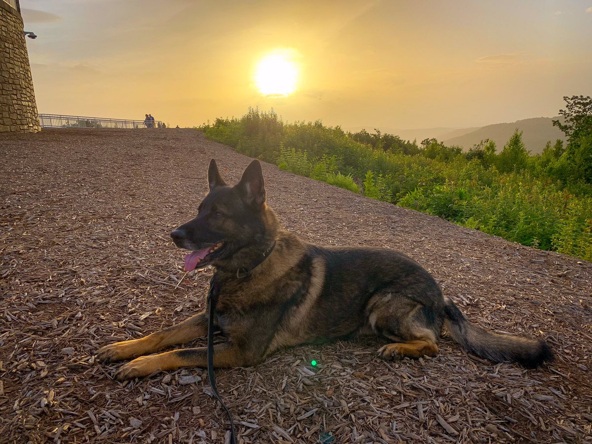 What are you doing this weekend?  Enjoy the outdoors with family and friends! (Including the “furry” ones). 
.
.
#prodogtv #sassafrassmountain #sunsets #gsd #dogsandsunset #hikingwithdogs #furryfriends #newshow #videoproduction #dailydog #mountainoverlook #blueridgemountains