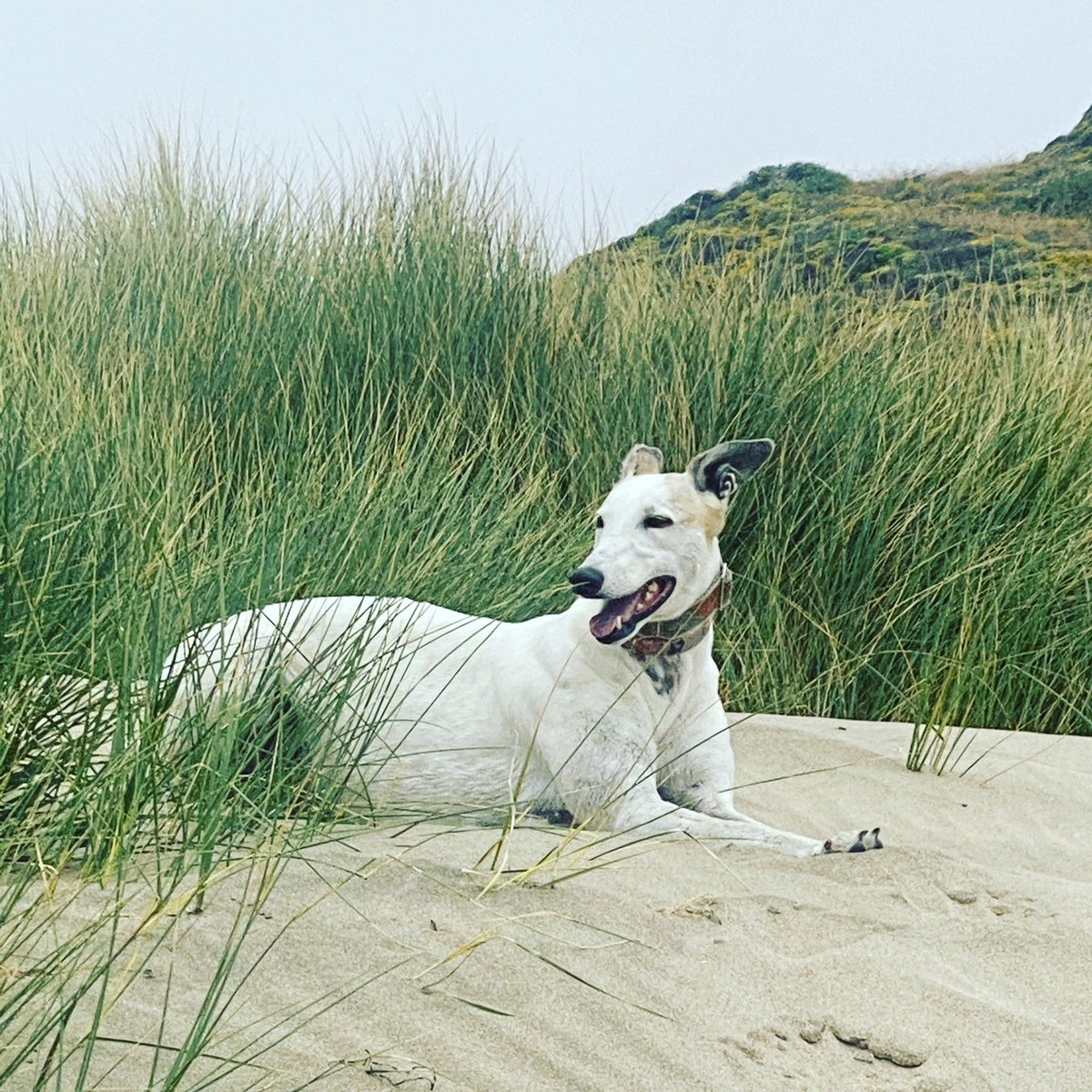 Fun day at the beach. Tali and Marcel love their off leash time 

Though not in the photo we had a fantastic spread of oysters and <a href="/inmanfamilywine/">Inman Family Wines</a> endless crush rosè to say goody to a friend leaving SF and heading to the east coast. 

#AllAmericanPetPhotoDay