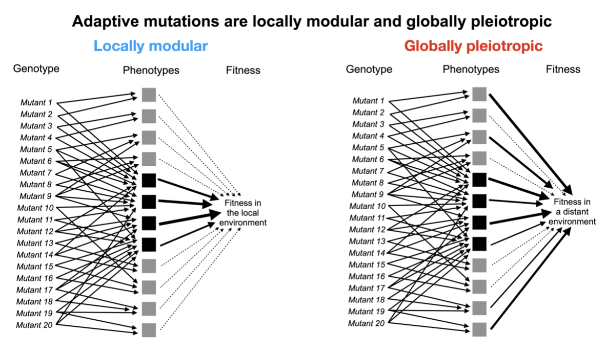 In sum at the level of fitness adaptive mutations are locally modular, affecting few phenotypes that matter to fitness in the environment where they evolved. Yet they are globally pleiotropic in that they affect additional phenotypes that impact fitness in new environments 13/16