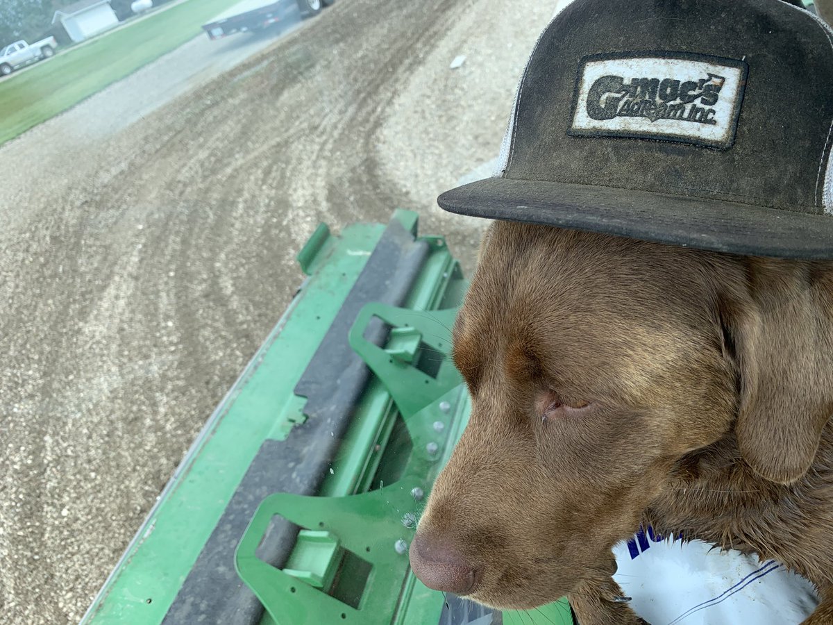 SeCanLauren's tweet photo. Big day for #Jomax my lil #dognephew looks like he had a quick swim and now maybe overly excited for #harvest2020 already in the combine #FarmDogsOfTwitter @GMacsAgTeam photo cred @eldub88 https://t.co/550RYxHYKO