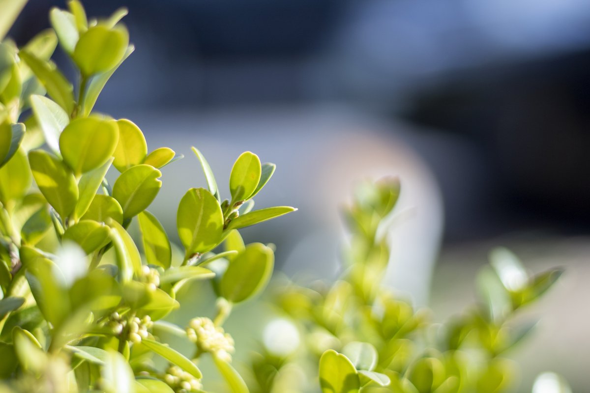 northatlanticl1's tweet photo. Trees and shrubs are often some of the greatest investments in a landscape and need proper care to achieve best health. As each specie has different needs, there is a lot to consider when pruning them. Give us a call or visit our website to learn more about our pruning services! https://t.co/bv8v3Xdbkv