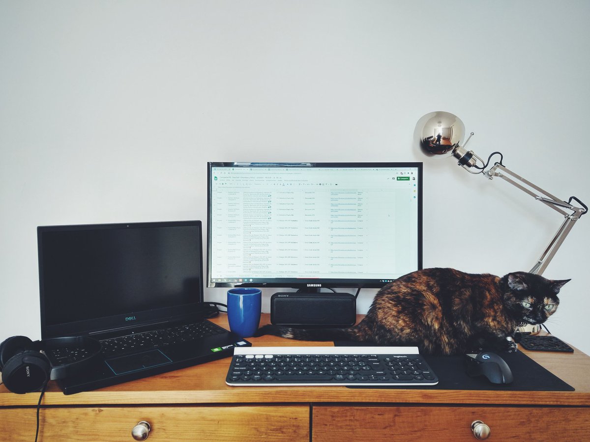 Setup Pinina #CatsOnTwitter #catstagram #catrantine