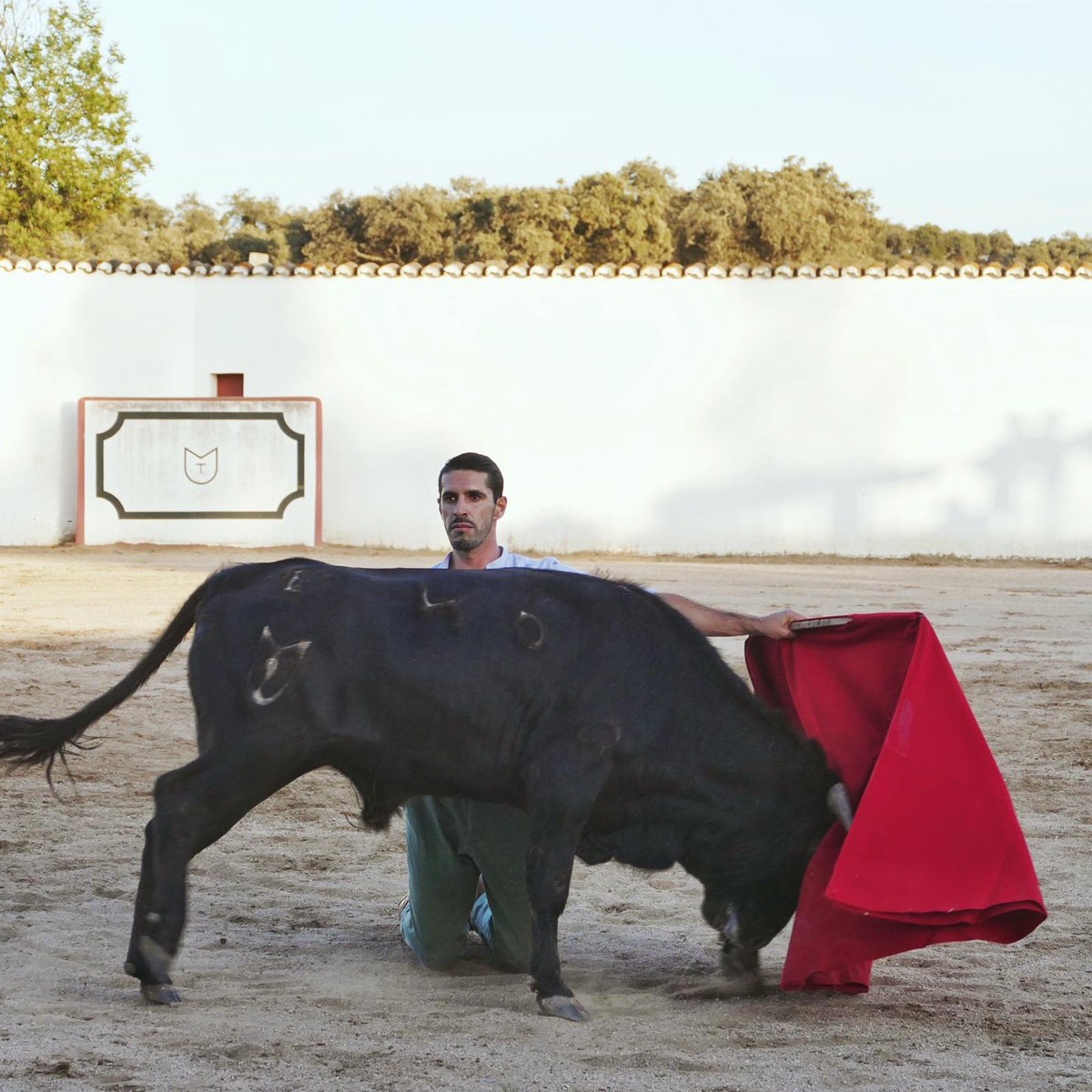 alvaronunezcuv's tweet photo. Creo q los toros tienen cosas de los ganaderos. Quería comprar un macho especial.
Por eso fuí a casa de @aletalavante. Y así fue. Y el genial macho, se cruzó con un torero desbocado... Un macho, una faena y un día, que no voy a olvidar nunca.                   Gracias Alejandro https://t.co/PiRw8Scjl8