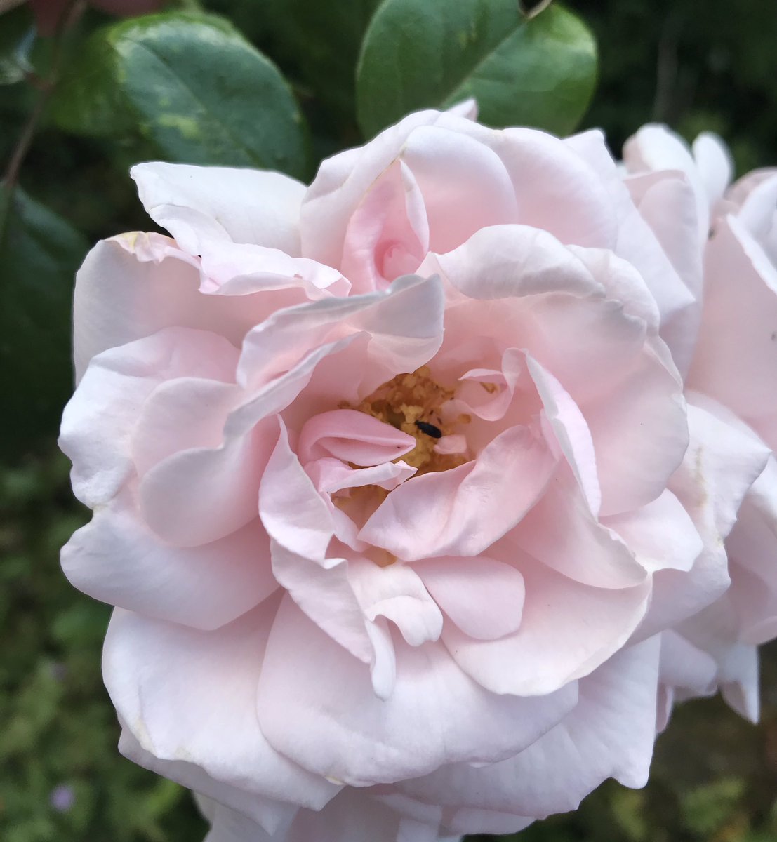 TheWorcsGarden's tweet photo. I wish I knew what🥰 #rose this is😢
Can any #GardenersOfTwitter help please? 🙏🏻
#RoseID #PlantID
#PinkRose #ClimbingRose #RamblingRose #FragrantRose https://t.co/f074LsAvTq